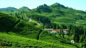 सरकारले चियाको उचित मूल्य तोक्न सकेन