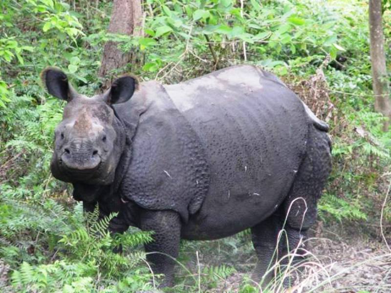 चितवनमा गैंडाको आक्रमणबाट एकको मृत्यु