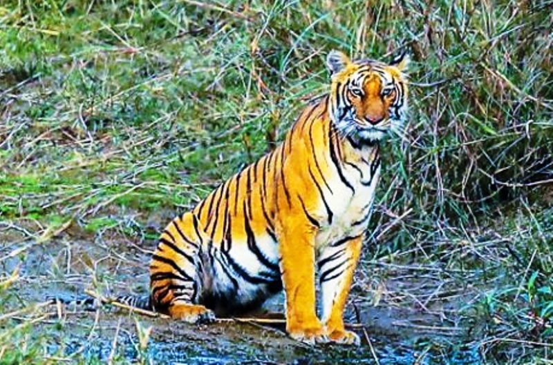 चिडियाघरको बाघको शनिबार ‘‘व्रत’