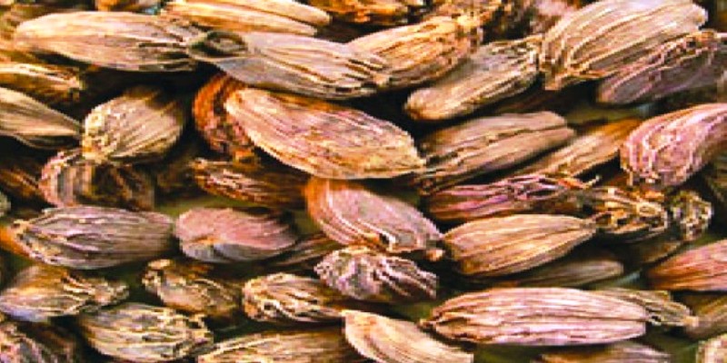 विन्तिभाउ गर्दै अलैंची बेच्नुपर्ने कृषकको बाध्यता
