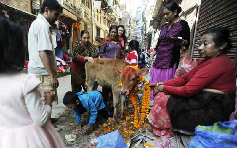 तिहारको चौथो दिनः आज गाई–गोरुको पूजा गरिँदै