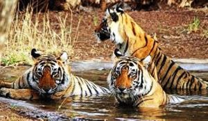 बाघको संरक्षण चुनौतीपूर्ण बन्दै
