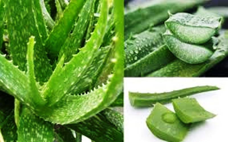 एलोभेराले पुर्याउने फाइदाहरु
