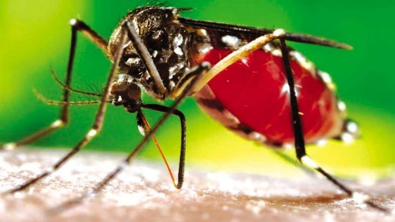 ६ महिला र १२ पुरुषमा डेंगुको संक्रमण