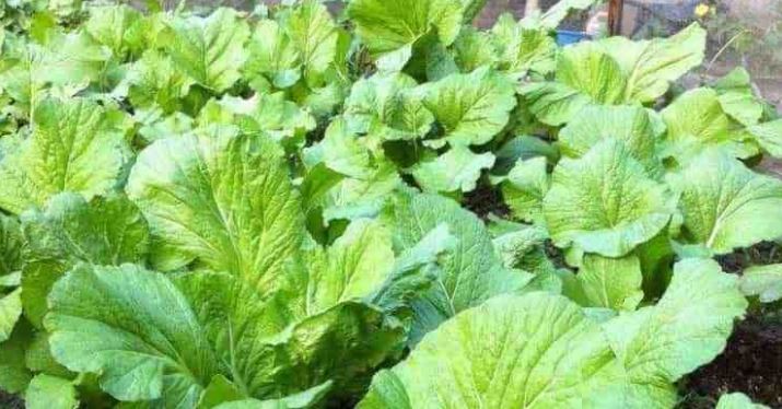 अनुहारको पोतो र दाग हटाउँन रायोको साग खाऔं