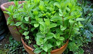 जवान देखिन सेवन गर्नुस् पुदिना