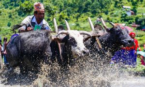 पोखरामा रोपाइँ महोत्सव : गोरु दौडाउने, माछा समाउने !