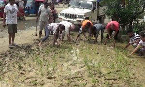 प्रधानमन्त्रीको गृहजिल्लामा सडकमै रोपाईँ !