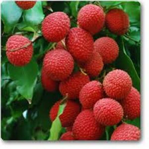 लिची सेवन गर्दा ज्यानै जान्छ ?