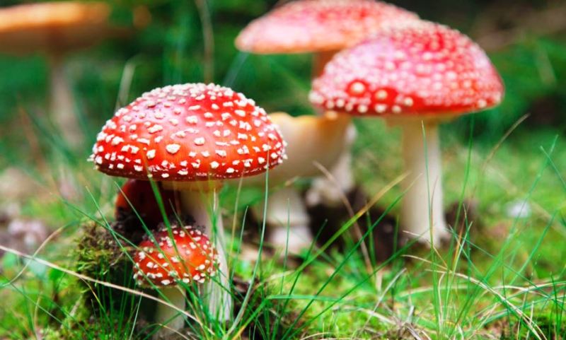 जंगली च्याउ खाँदा ६ को मृत्यु, दुईको अवस्था चिन्ताजनक