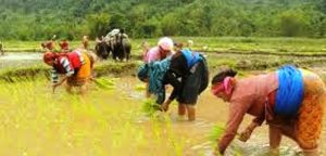 भक्तपुरका खेती योग्य जमीनमा रोपाँइको चटारो
