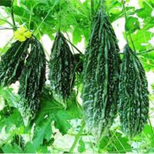 नेपालको तितेकरेला कतारमा लोकप्रिय