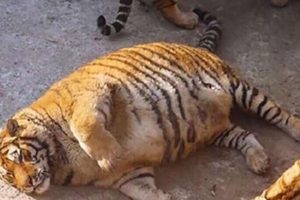 बाघको जुँगा उखेल्नेलाई पाँच लाख जरिवाना