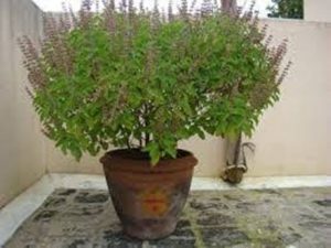 तुलसीको फाइदाहरु