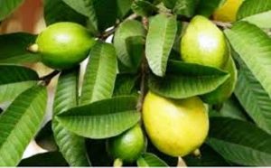 तौल घटाउन सेवन गर्नुहोस् अम्बाको पात