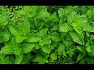 पुदीनाका फाइदा
