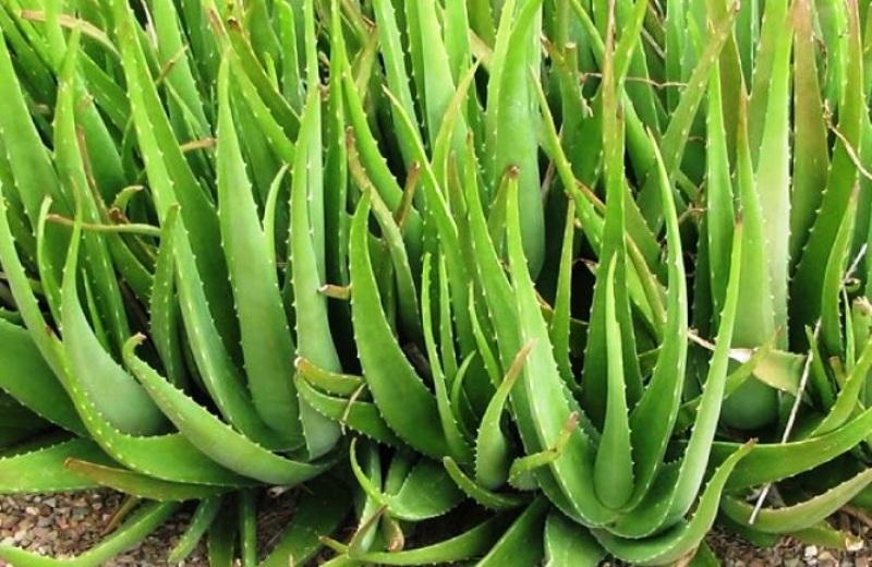 घ्यू कुमारी विभिन्न रोगका लागि अचुक औषधि