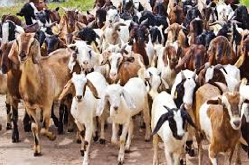 सोमबारबाट सरकारले खसी बोका बिक्रि गर्ने