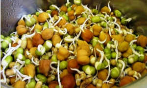 टुसा उमारेर गेडागुडी खानुका ७ फाइदा