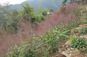 ७ महिनामा ८५ लाख किलो अम्रिसो निर्यात हुँदा भित्रियो ५४ करोड