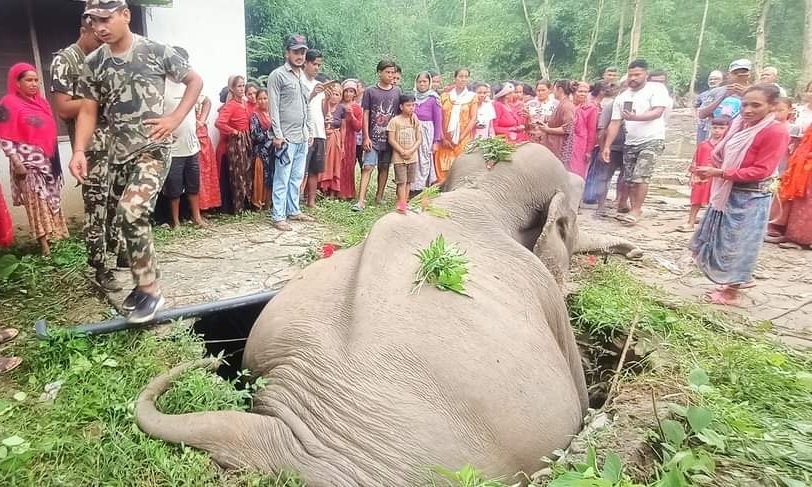 कञ्चनपुरमा शौचालयको सेफ्टिक ट्याङ्कीमा फसेर जंगली हात्तीको मृत्यु