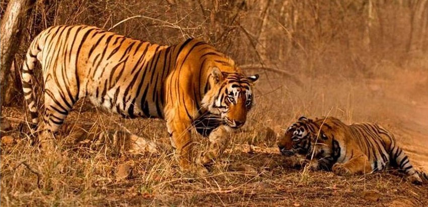 बाघलाई सार्वजनिक प्रदर्शनका लागि नराख्न माग गर्दै विरोध प्रदर्शन