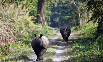 मकवानपुरमा गैंडाको आक्रमणबाट फेरि एक महिला घाइते