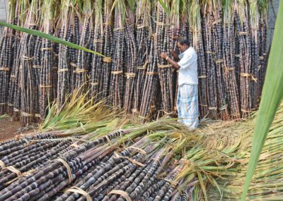 उखुको समर्थन मूल्य छिटो तोक्न सरकारसँग माग 