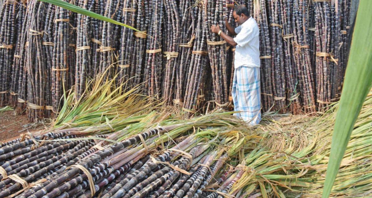 उखुको समर्थन मूल्य प्रतिक्विन्टल २० रुपैयाँले बढ्यो