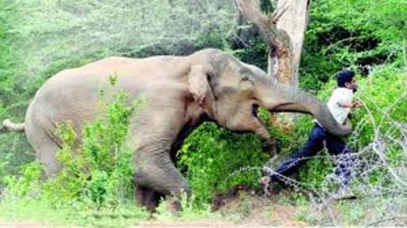 चालु आवको पाँच महिनामै जंगली जनावरको आक्रमणबाट ८३ जनाको मृत्यु