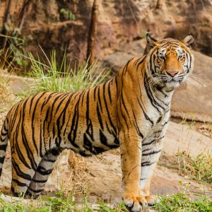 नेपालमा बाघको सङ्ख्या ‘धान्ने क्षमता’ चार सय
