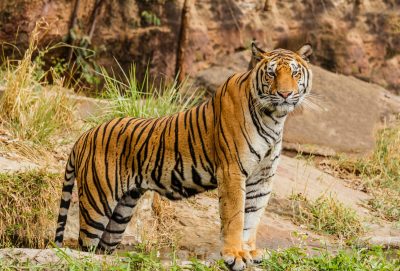नेपालमा बाघको सङ्ख्या ‘धान्ने क्षमता’ चार सय