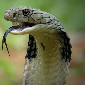 नागको पूजाआराधना गरी आज नागपञ्चमी पर्व मनाइँदै